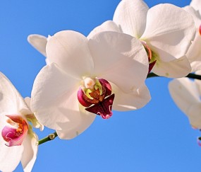 水磨沟正规助孕捐卵机构，附正规捐卵机构报名表！